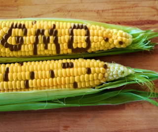 What's the GO with GMO?